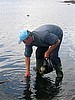 Paul collecting scallops.